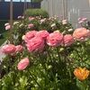 roseloz11